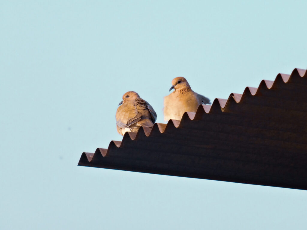 farba do dachu, jaką wybrać?